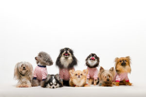 犬、ペット保険、犬医療費
