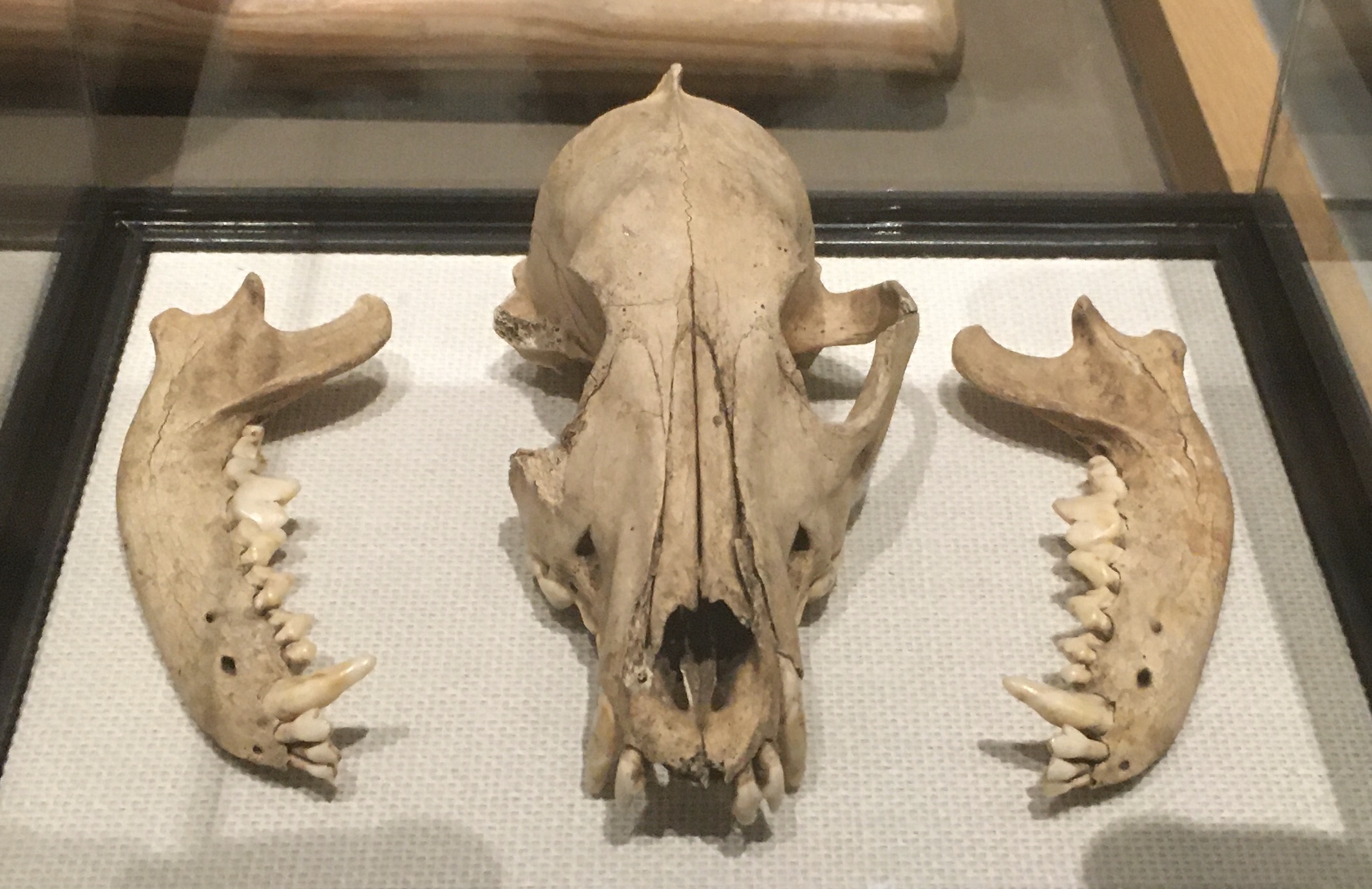縄文犬骨、日本最古の犬の埋葬、日本最古の犬の骨