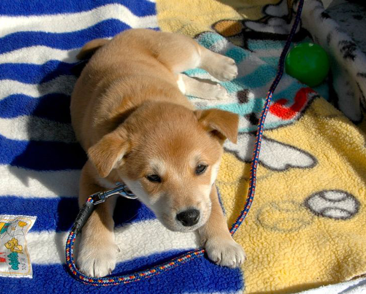 コロナで空前のペットブーム 犬の生涯費用ってどれくらい ペット火葬真愛メモリアル