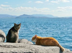 猫、猫供養、猫海