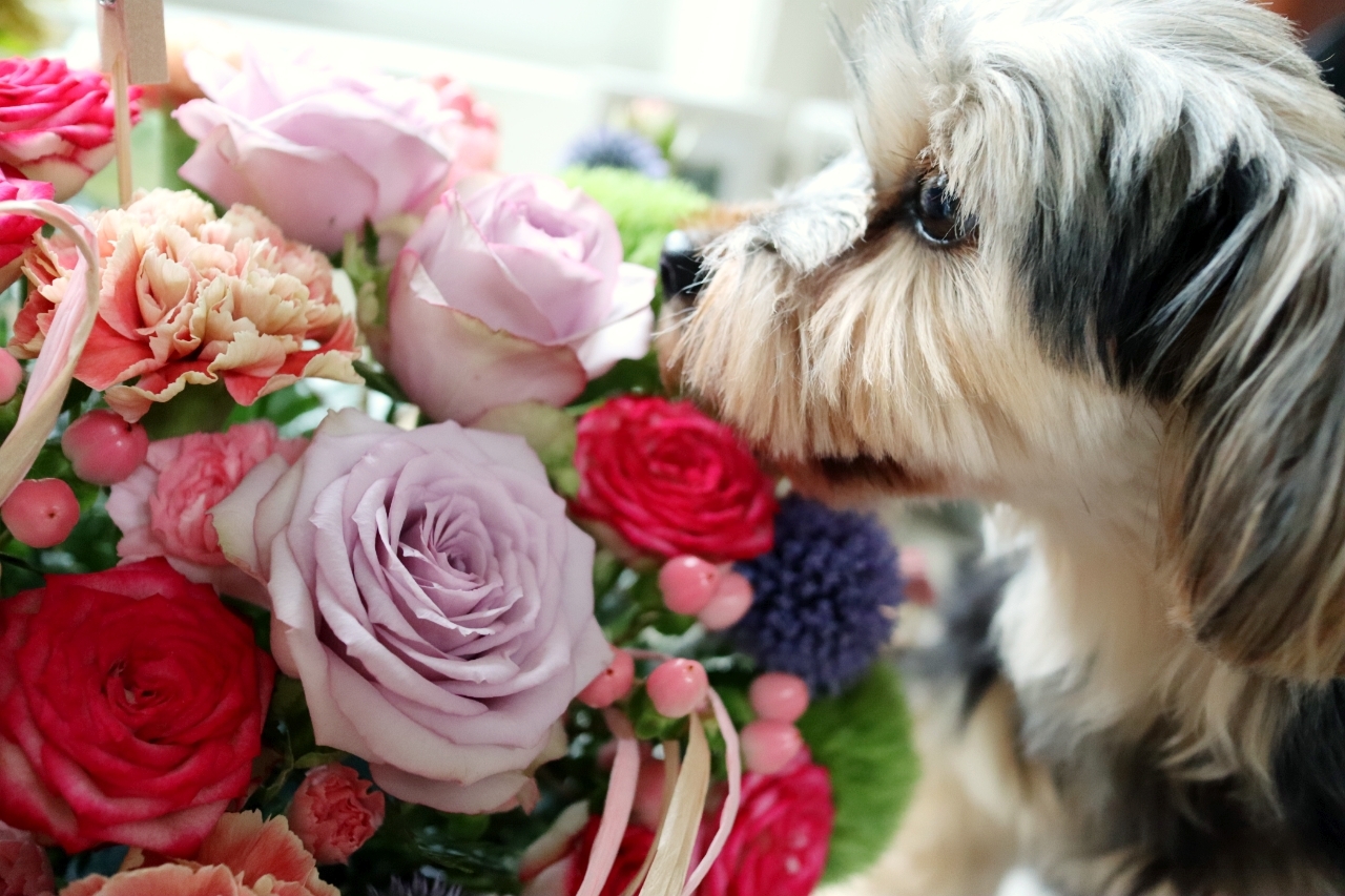 ペット火葬 葬儀時の際のお花事情と知人のペットが亡くなった際におくる花とお悔やみの言葉 ペット火葬真愛メモリアル