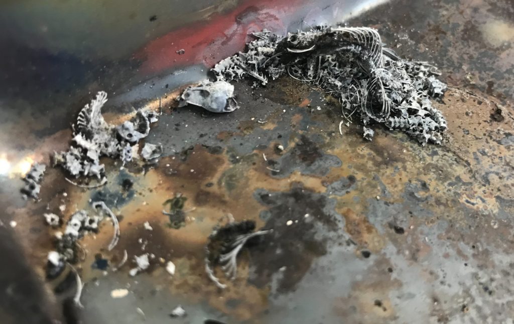 体重５０g以下の爬虫類やハムスターなどの小動物の遺骨はここまで残る 小動物専門ペット火葬 ペット火葬真愛メモリアル