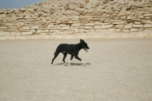 エジプト、犬、中型犬