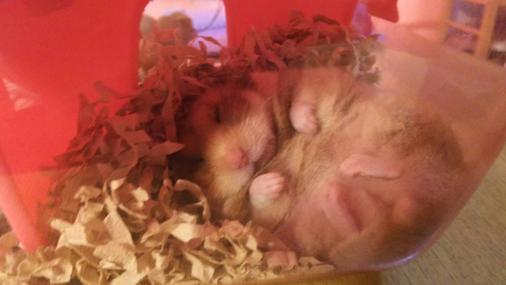 ハムスター ふらふら 歩く